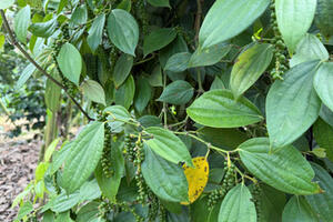 Giá tiêu hôm nay 26/2/2026: Tiếp tục giảm mạnh