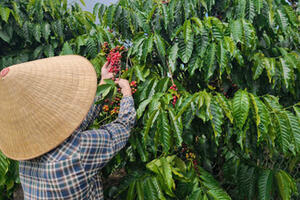 Giá cà phê hôm nay 2/3/2026: Cao nhất 96.000 đồng/kg