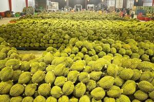 Hướng tới mốc 1 tỷ USD, sầu riêng siết chặt tiêu chuẩn chất lượng
