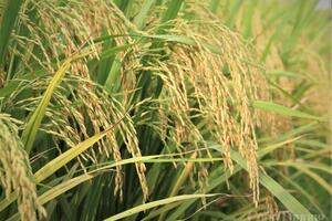 Gạo phát thải thấp: 'Tấm vé xanh' cho xuất khẩu bền vững