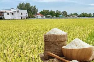 Giá lúa gạo hôm nay ngày 4/3/2026: Gạo xuất khẩu biến động nhẹ