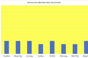 Giá heo hơi hôm nay 6/3/2026: Tiếp tục giảm nhiều nơi