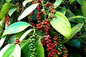 Bản tin nông sản hôm nay (8-3): Giá cà phê tăng nhẹ