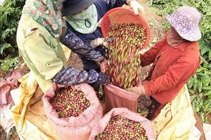 Bản tin nông sản hôm nay (12-3): Giá cà phê giảm nhẹ