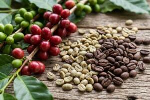 Bản tin nông sản hôm nay (15-3): Giá cà phê và hồ tiêu giảm mạnh