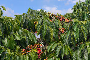 Giá cà phê hôm nay 16/3/2026: Dao động quanh mốc 90.000 đồng/kg