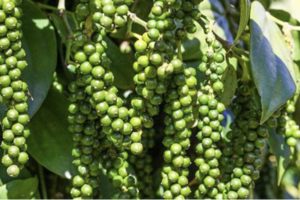 Giá tiêu hôm nay 16/3/2026: Dao động từ 142.500 - 144.500 đồng/kg