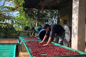 Giá cà phê hôm nay 17/3/2026: Giảm nhẹ 200 đồng/kg