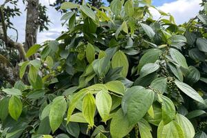 Giá tiêu hôm nay 17/3/2026: Giảm mạnh đến 3.500 đồng/kg