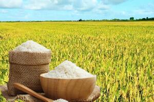 Giá lúa gạo hôm nay ngày 17/3/2026: Gạo xuất khẩu OM 5451 giảm