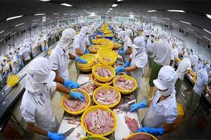 Xuất khẩu đạt gần 1 tỷ USD, doanh nghiệp cá tra đang rộng đường xuất khẩu