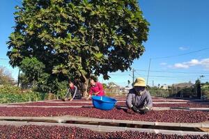 Chè, cà phê Việt nhiều cơ hội đẩy mạnh xuất khẩu vào Ấn Độ