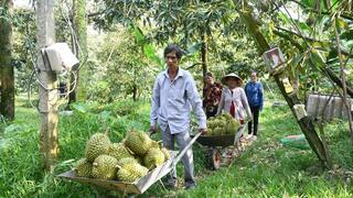 Người nông dân Vĩnh Long chuyên nghiệp