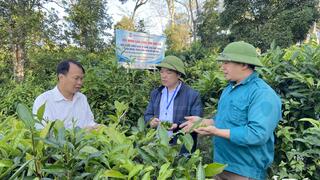 Shan tuyết đổ bóng đại ngàn