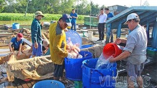 An Bình tập trung phát triển kinh tế vườn và thủy sản