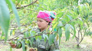 Lên đèo Gió ngắm đào tiên