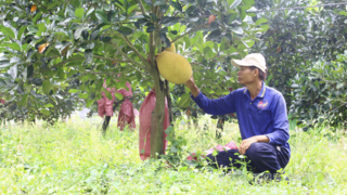 Gắn mã số vùng trồng với chuỗi liên kết để xuất khẩu