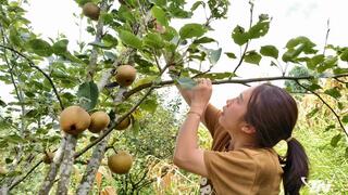Lê bản địa bén rễ ở Bản Cám