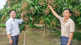 Giá trái cây tăng, nhà vườn phấn khởi