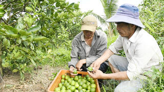 Song Lộc tập trung phát triển nông sản chủ lực