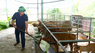 Nghiên Loan phát triển chợ đầu mối đại gia súc