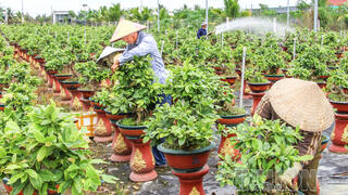 Tạo động lực phát triển nông nghiệp và môi trường