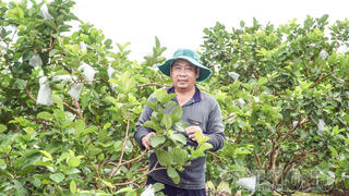 Ổi được giá, nhà vườn phấn khởi