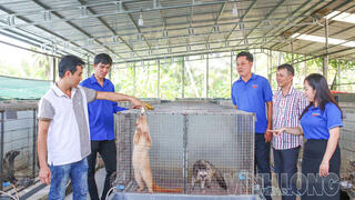 Khởi nghiệp với mô hình nuôi chồn hương