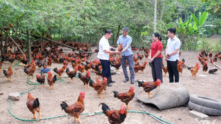 Giá gà bấp bênh, cần liên kết để ổn định sản xuất