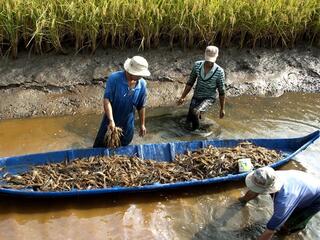Sinh kế Đồng bằng sông Cửu Long trước “vòng xoáy” di cư