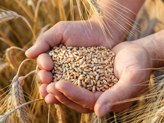 Giá lúa mì tăng vọt trong bối cảnh rủi ro nguồn cung gia tăng