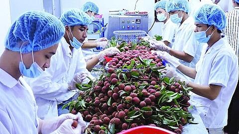 Nông sản Việt Nam “được lòng” thị trường EU