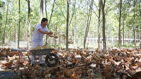 Phát triển chăn nuôi hữu cơ theo chuỗi khép kín