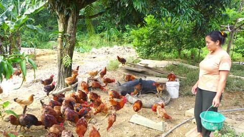 Hà Giang: Hiệu quả mô hình nuôi gà Ri thả đồi ở Phương Thiện