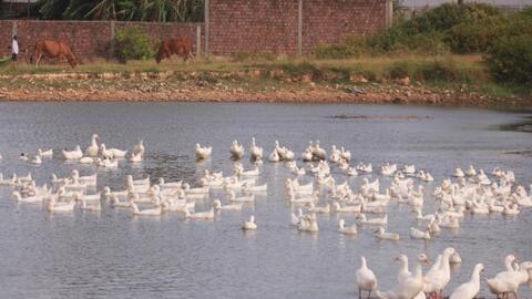 Cúm gia cầm A/H5N8 lần đầu xuất hiện ở Quảng Trị