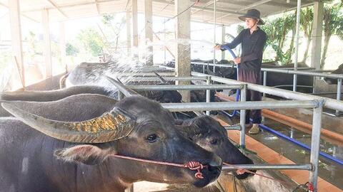 Nuôi trâu cột, một vốn bốn lời