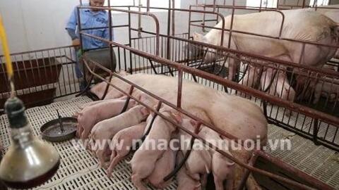 Ngành chăn nuôi: “Gồng mình” trong đại dịch Covid-19