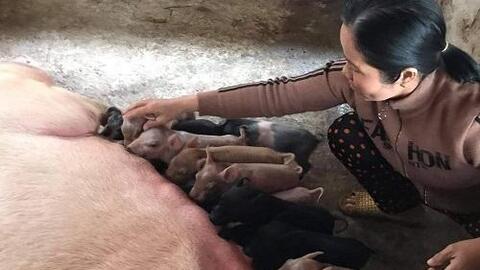 Chăn nuôi lợn “khép kín” theo hướng an toàn sinh học: Giải pháp sinh kế bền vững cho nông hộ miền núi tỉnh Quảng Ngãi