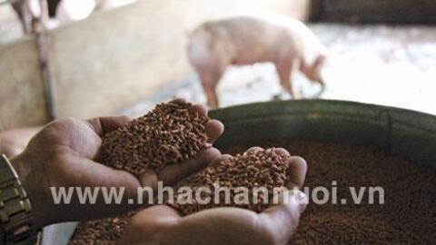 8 tháng đầu năm, sản lượng thức ăn chăn nuôi đạt 13,6 triệu tấn