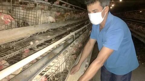Chờ chính sách hỗ trợ người chăn nuôi