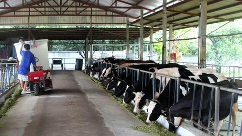 Mô hình sản xuất thức ăn TMR chăn nuôi bò sữa