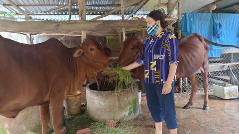 Tập huấn TOT kỹ thuật chăn nuôi và vỗ béo bò thịt 