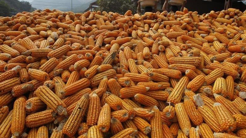 Nhu cầu ethanol hồi phục và tác động tới giá ngô