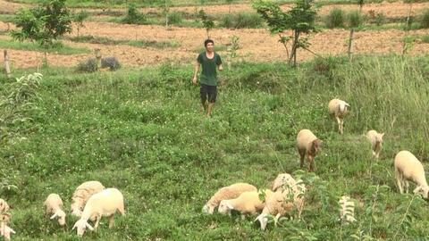 Nuôi cừu thành công ở vùng đất Thái Hòa