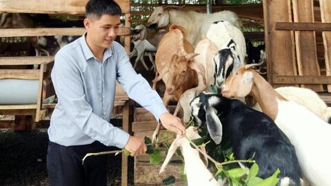 Nuôi dê thành công bằng dược liệu
