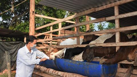 Giá dê giảm sâu, người nuôi gặp khó