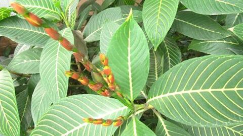 Ứng dụng chế phẩm polyphenols chiết xuất từ cây chè trong sản xuất thuốc lá điếu