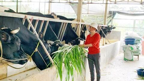 Làm giàu từ mô hình chăn nuôi kết hợp trồng trọt