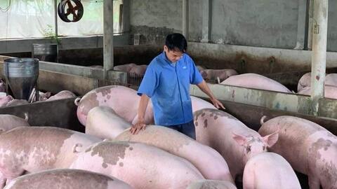 Giá heo hơi ngày 18/1/2022: Người chăn nuôi tái đàn, hy vọng giá heo tăng thêm 10.000 đồng/kg
