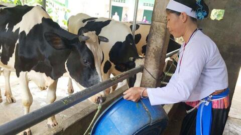 Tập trung phát triển bò thịt, bò sữa